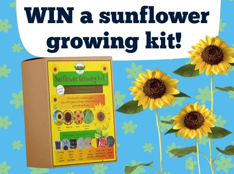 Win a sunflower growing kit for children!